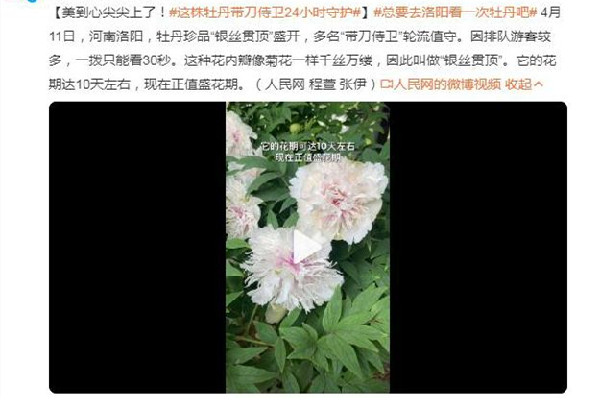 這株牡丹有“帶刀侍衛”24小時守護 牡丹花的寓意和象征